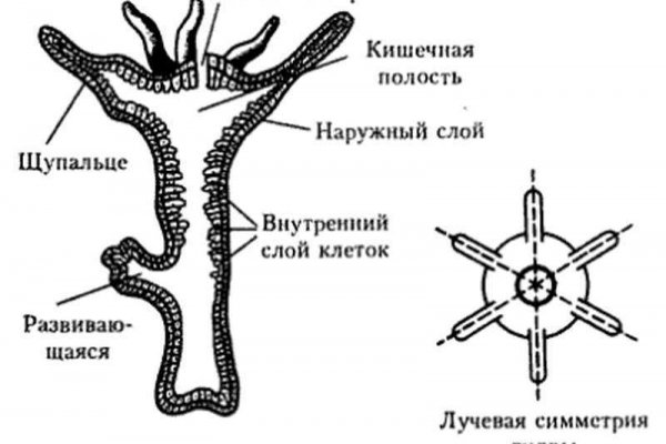 Bs2site at ссылка blacksprut